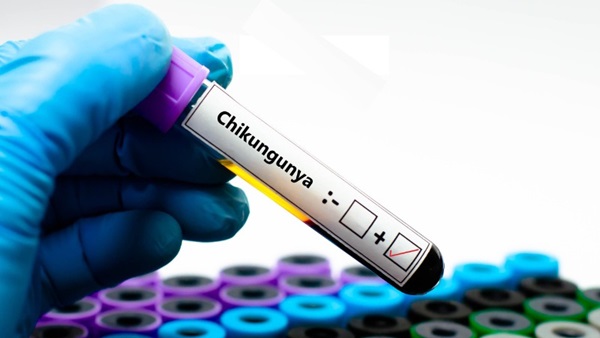 Les maladies transmises par les moustiques tigres